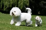 BICHON FRISE 571